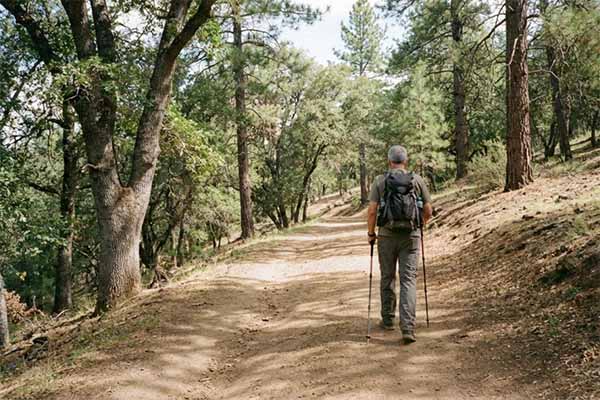 A man in his early 60s hiking uphill on a dirt trail through open woodland, trekking poles, steady pace
