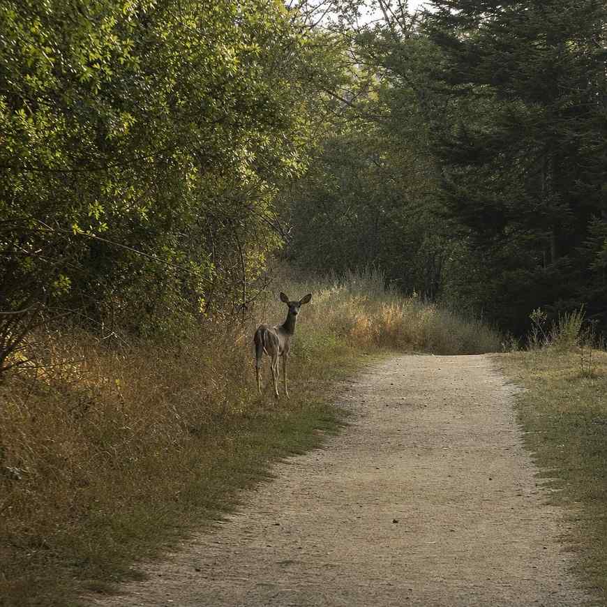 A deer standing at the brushy edge of an empty hiking trail in early morning light