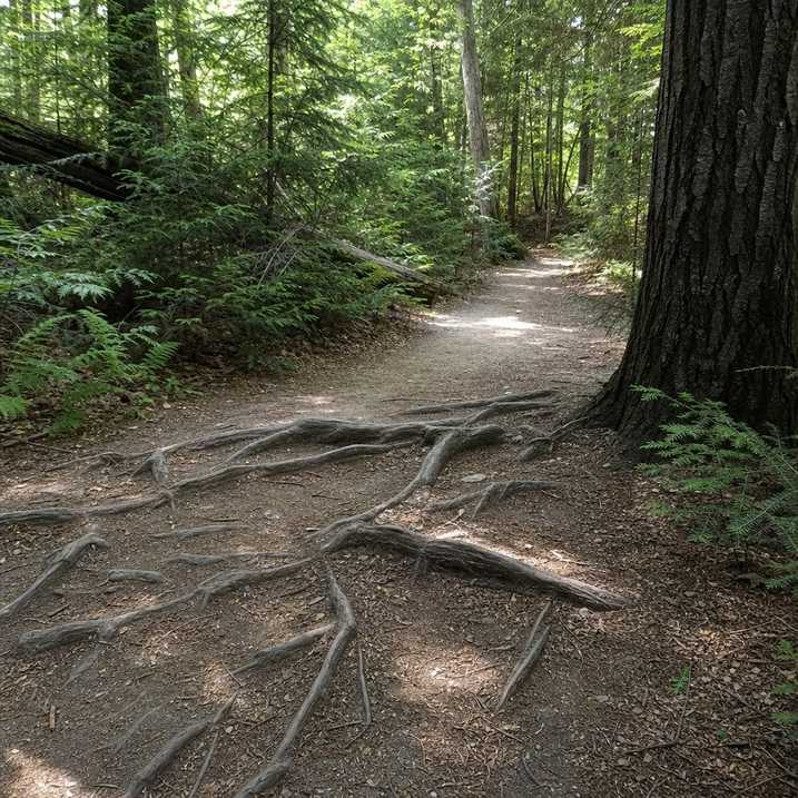 A section of easy trail where the surface changes from dirt to tree roots