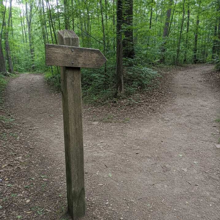 A wooden trail marker post beside a fork in an easy walking trail